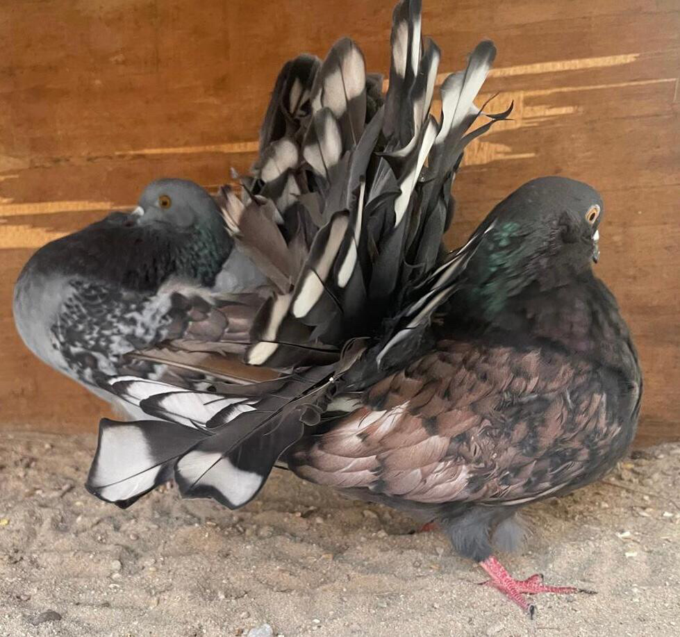 جوز شمسي فانتيل فراشة  - 8