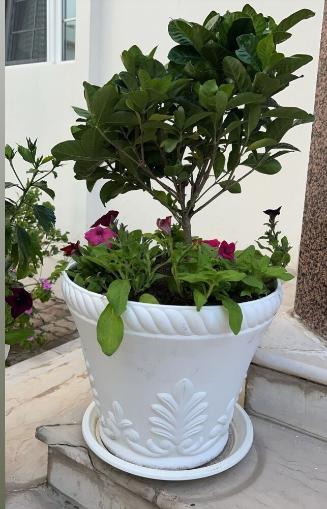 ٠جميع احواض الزرع ٠ - 8