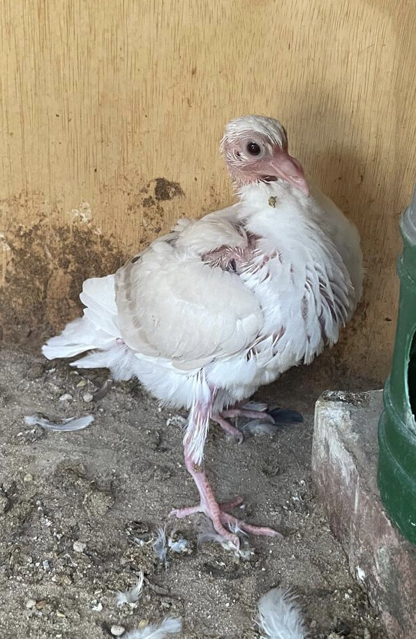 زوج زاجل لافندر وايت بار - 6