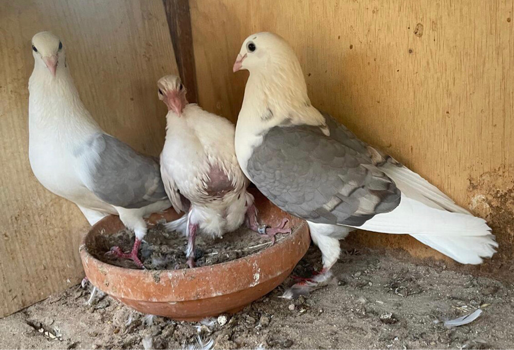 زوج زاجل لافندر وايت بار - 2