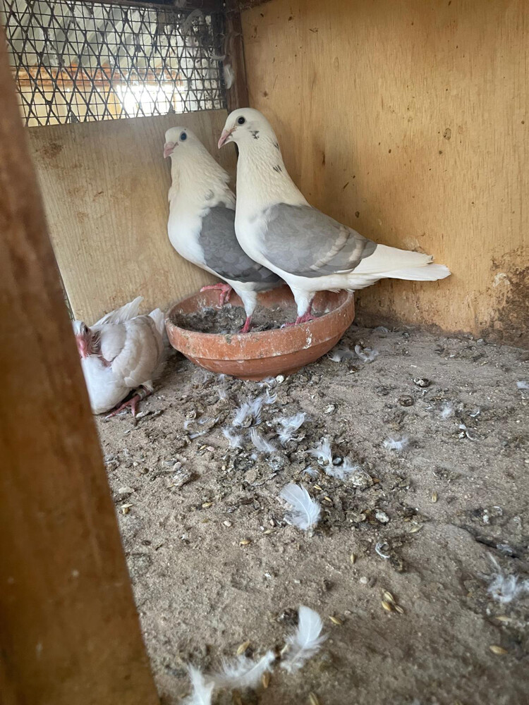 زوج زاجل لافندر وايت بار - 3