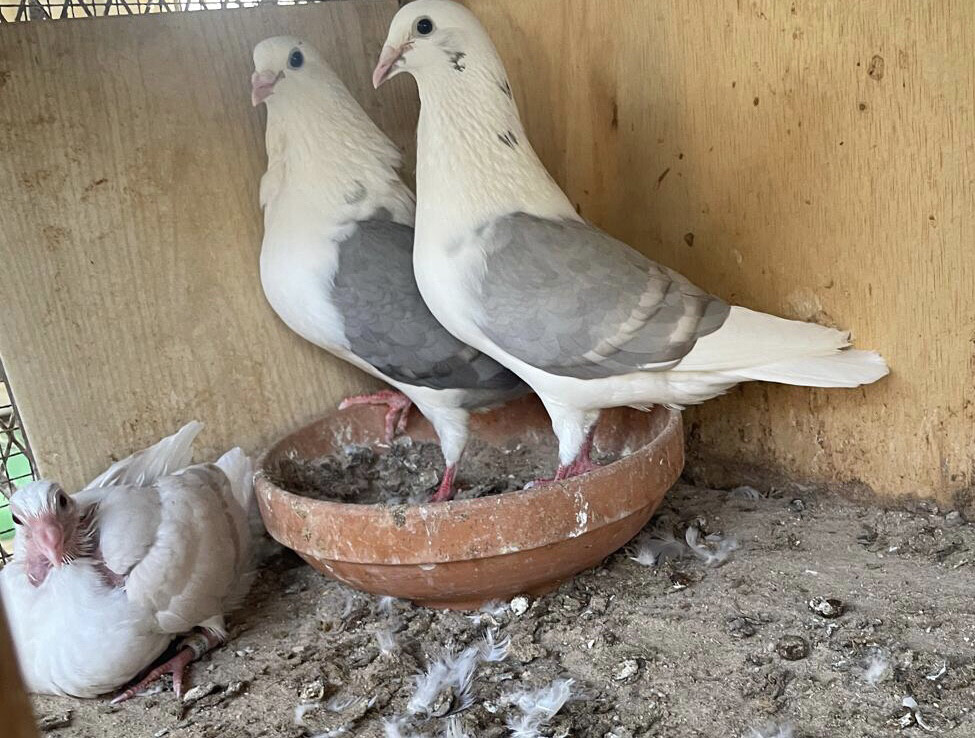 زوج زاجل لافندر وايت بار - 4