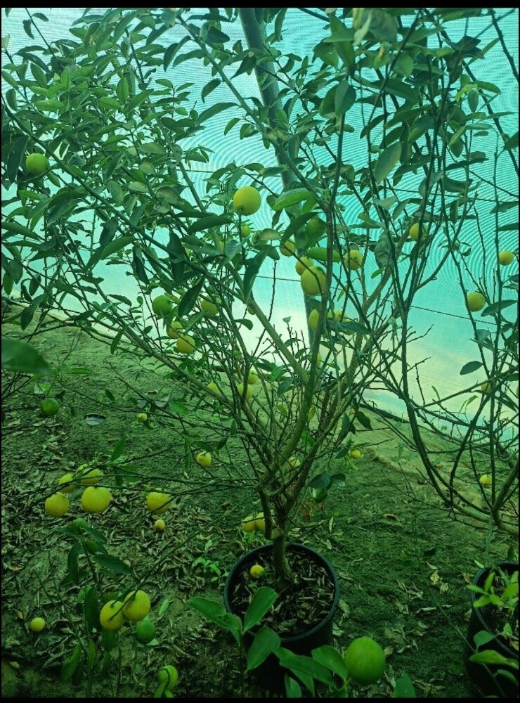 شتلات اشجار - 6