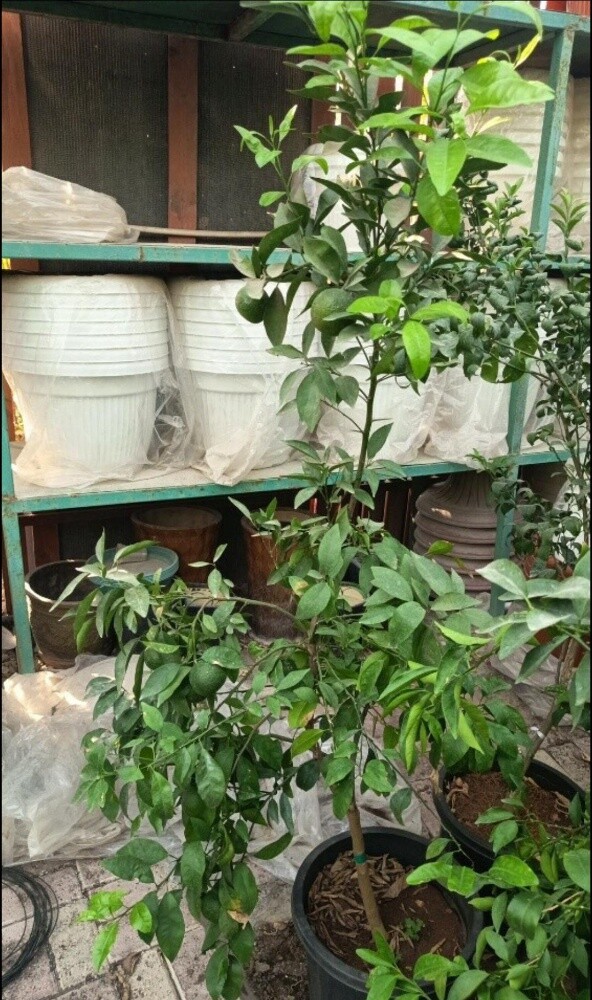 شتلات اشجار - 3