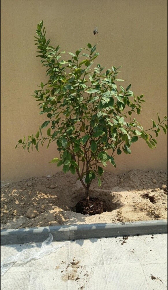 شتلات اشجار - 4