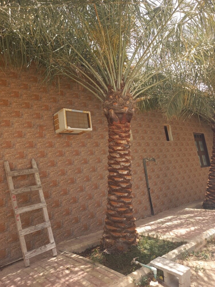 نخيل شيشي - 2