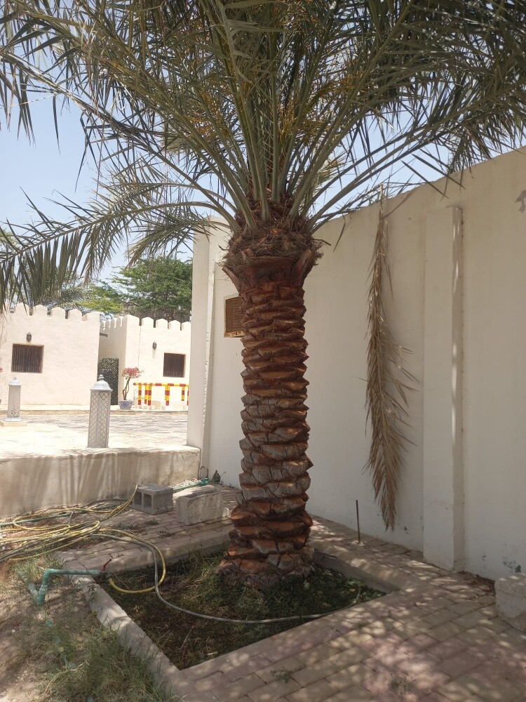 نخيل شيشي - 4
