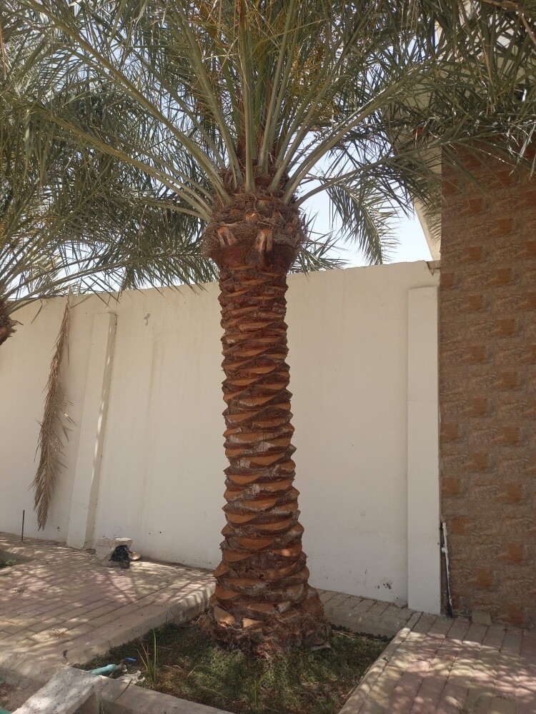 نخيل شيشي - 3