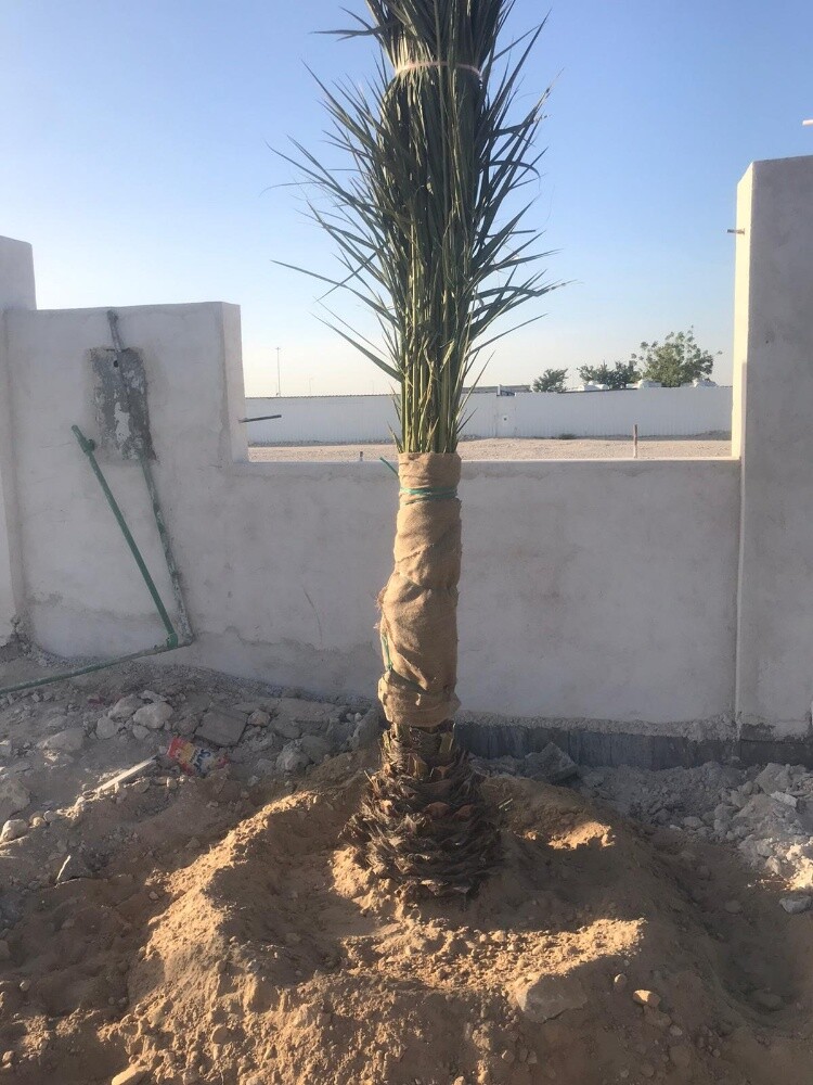 نخل برحي - 8