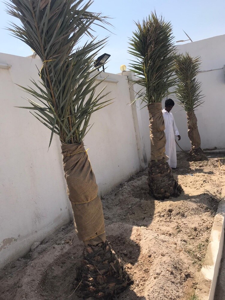 نخل برحي - 4