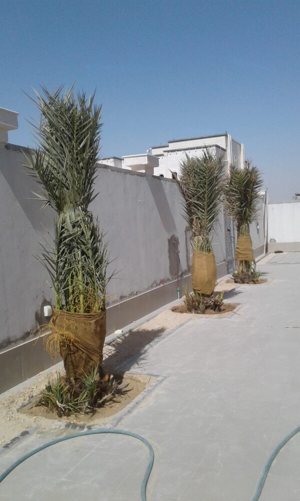 نخل برحي - 5