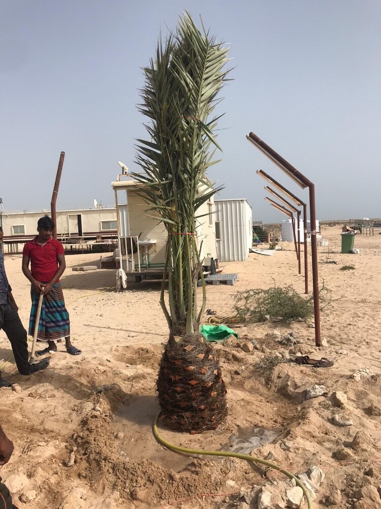نخل برحي - 6