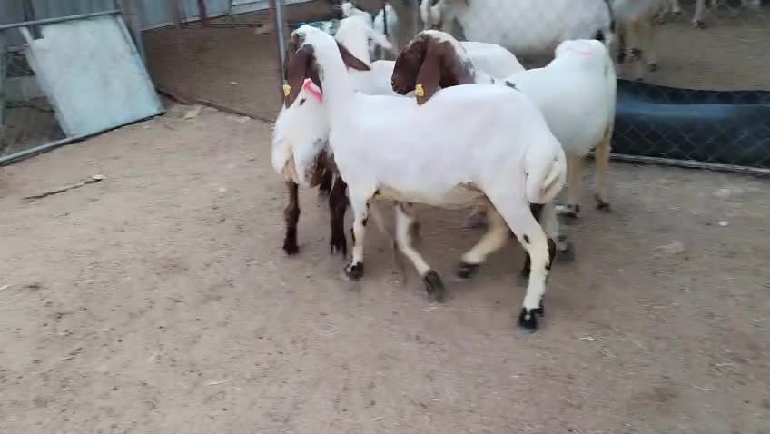 للبيع شوهات سوريا دفيع شرط مفحوص - 1