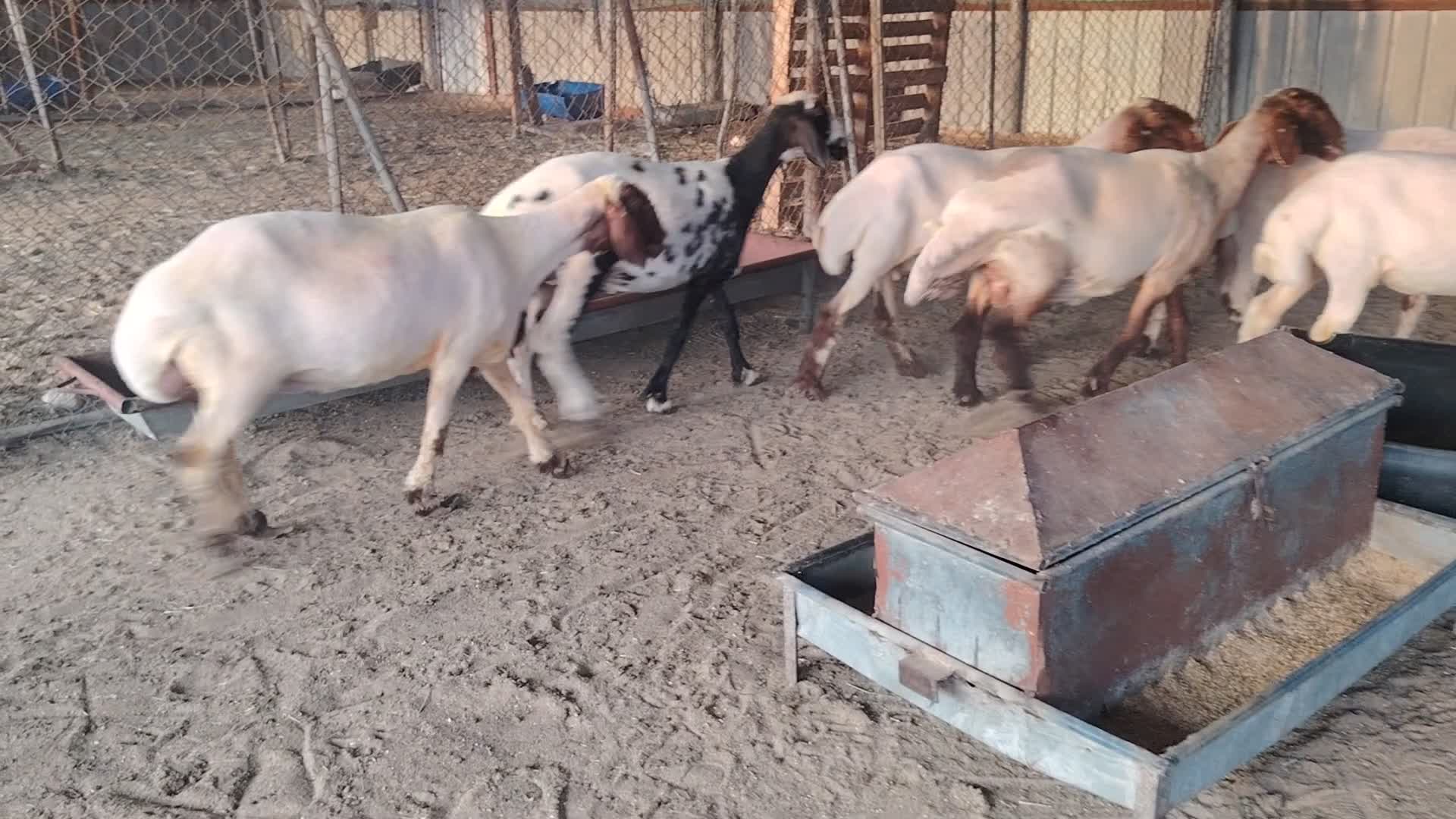 للبيع شويهات سوريه - 1