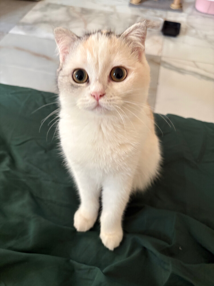 scottish fold - 5