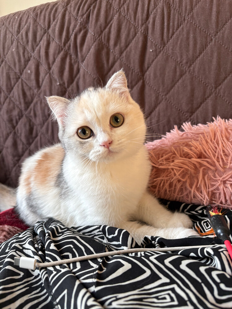 scottish fold - 2