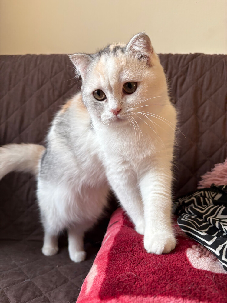 scottish fold - 6