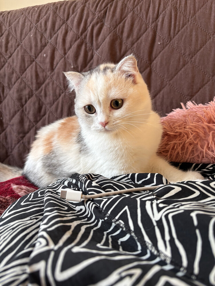 scottish fold - 10