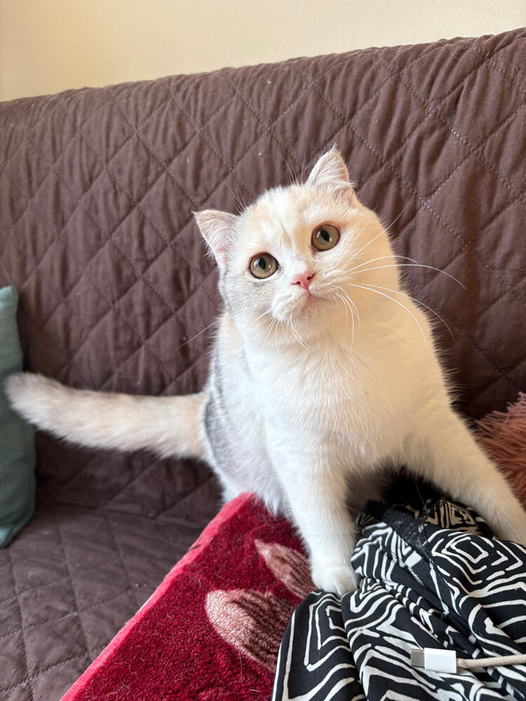 scottish fold - 7