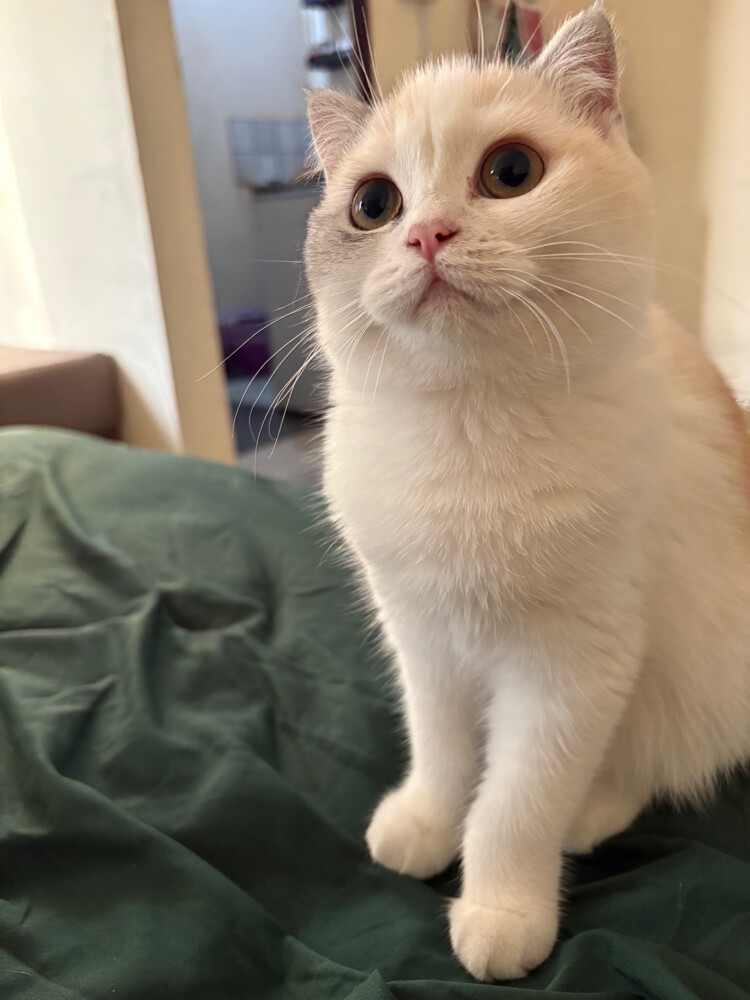 scottish fold - 4