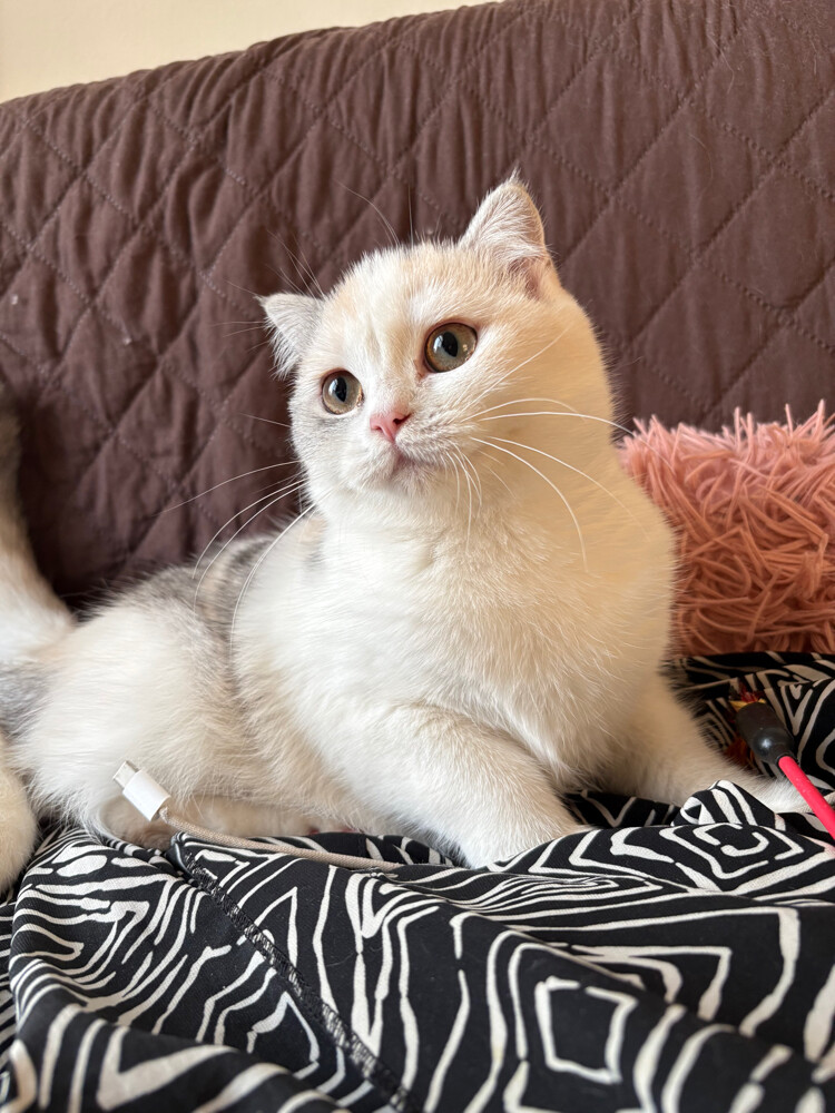 scottish fold - 9