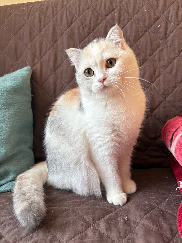 scottish fold - 8