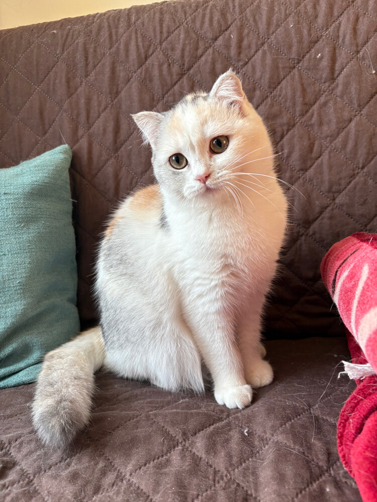 scottish fold - 3