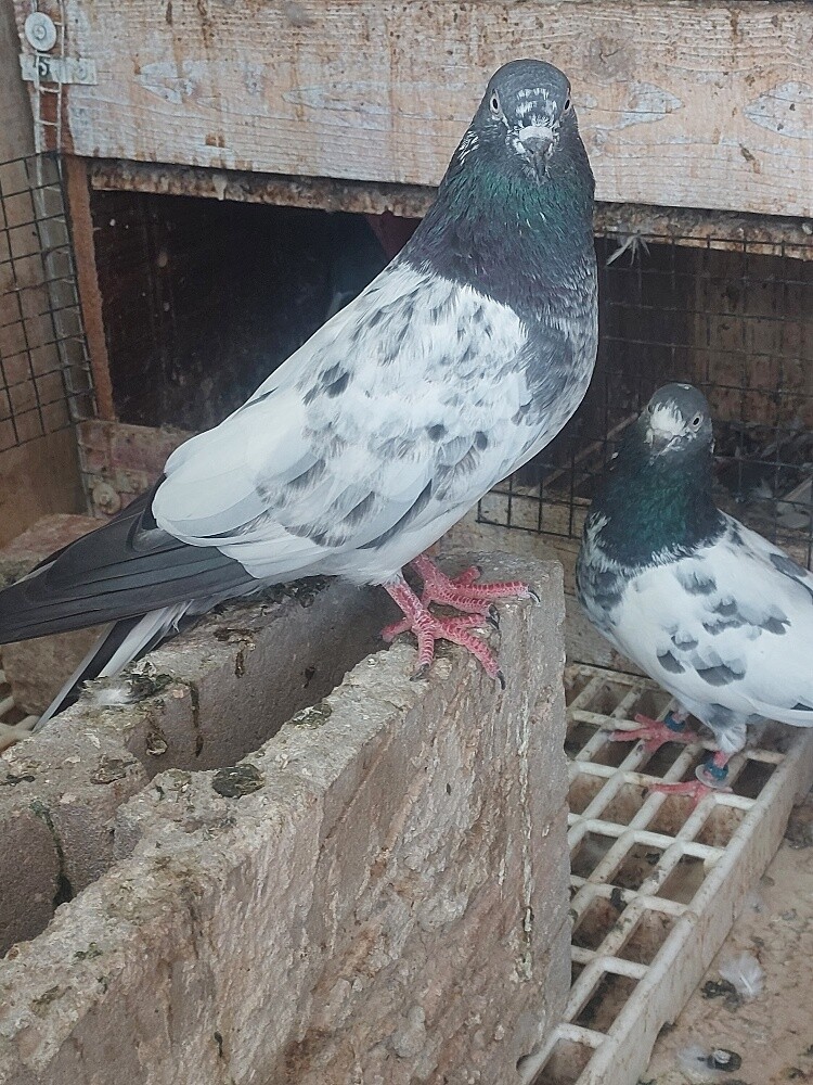Pakistani taddy high flyer birds - 5