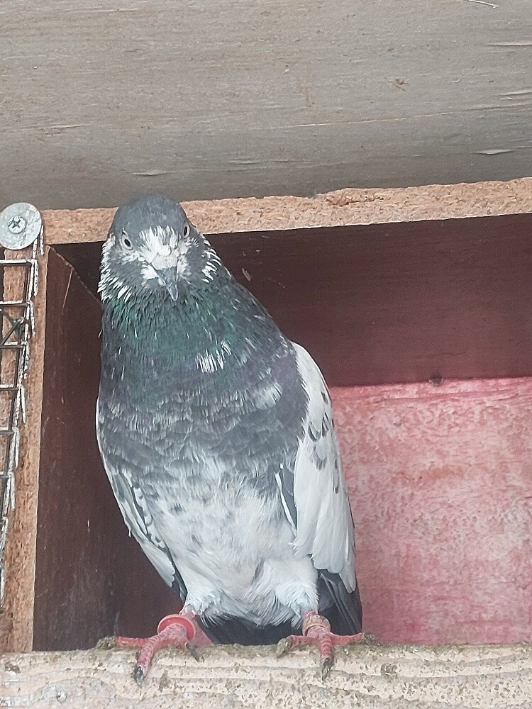 Pakistani taddy high flyer birds - 1