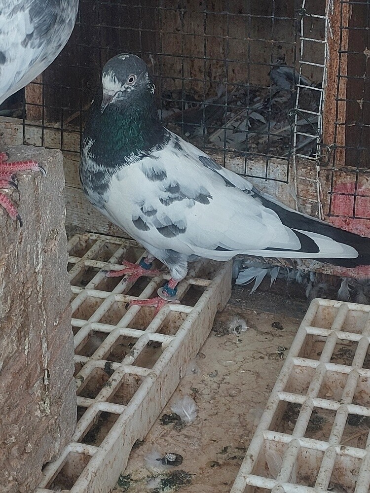 Pakistani taddy high flyer birds - 6