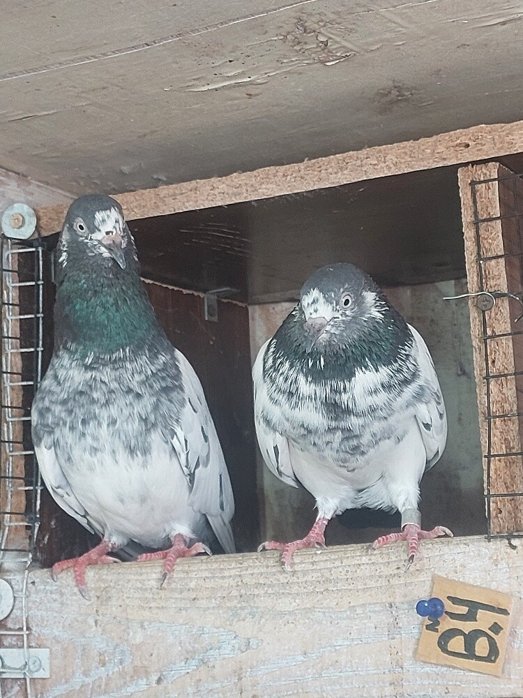 Pakistani taddy high flyer birds - 7