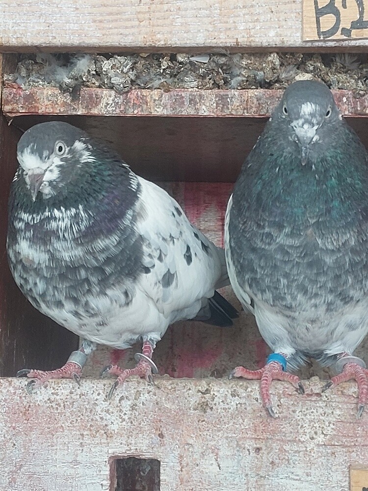Pakistani taddy high flyer birds - 8