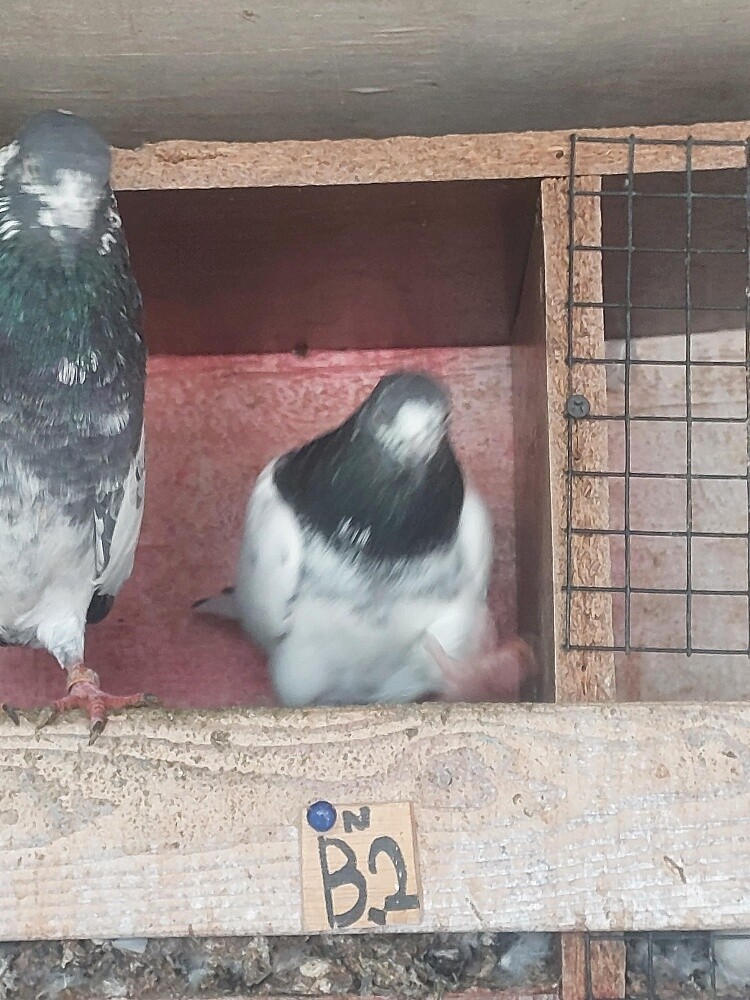 Pakistani taddy high flyer birds - 4