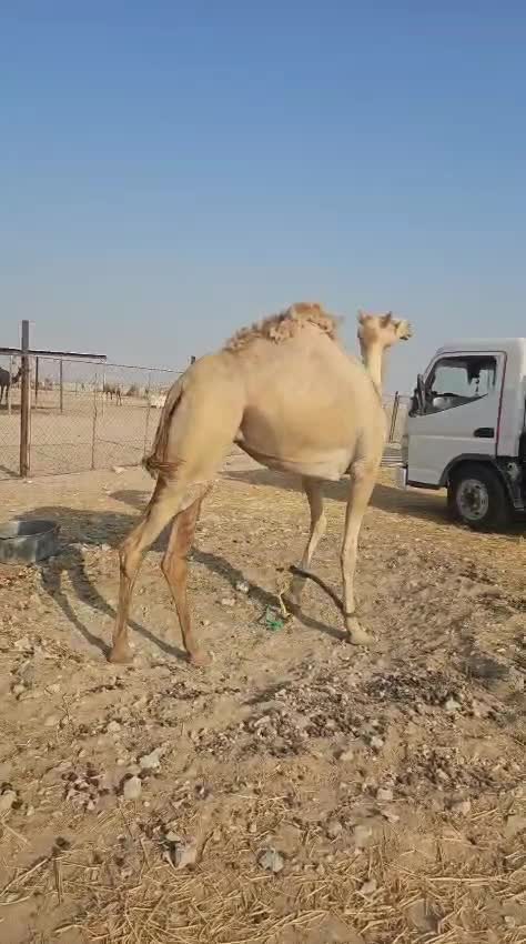 الاب المقنع بعير الشراب امهامهجنه - 1