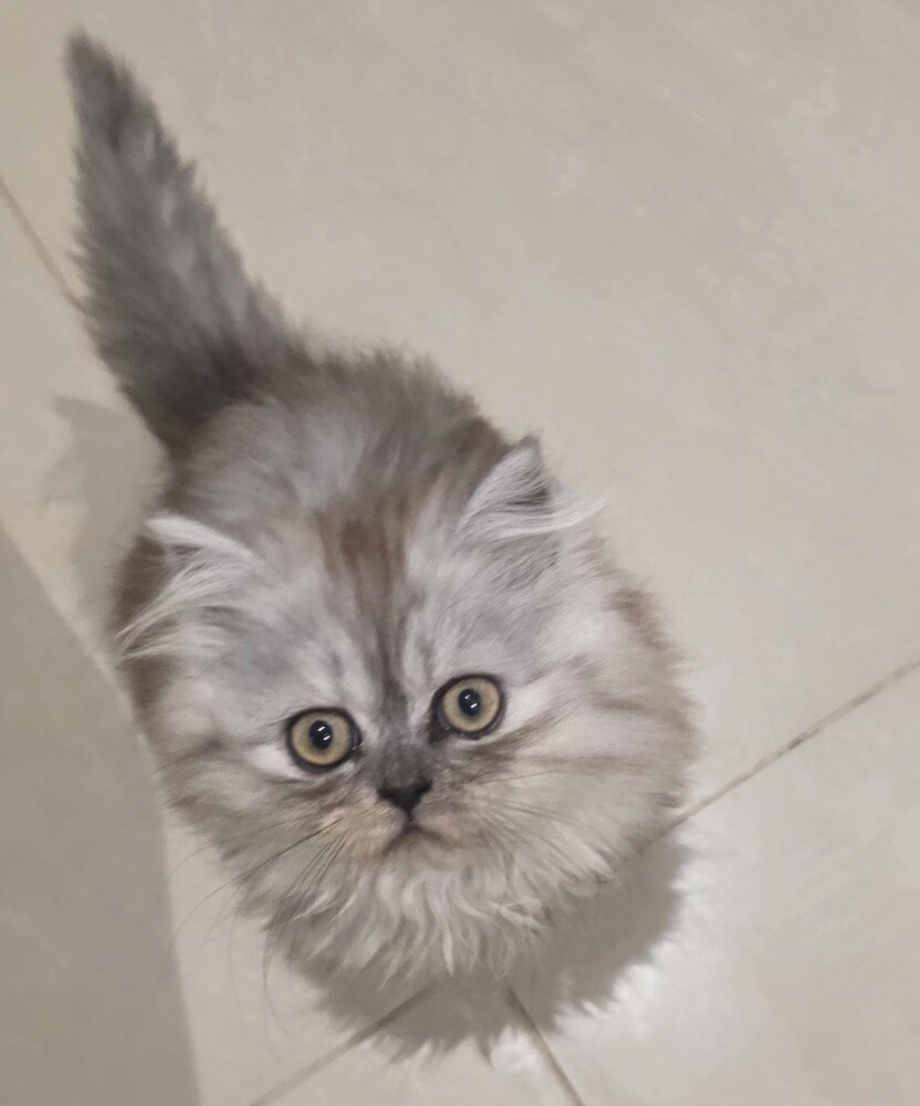 شيرازي - 2