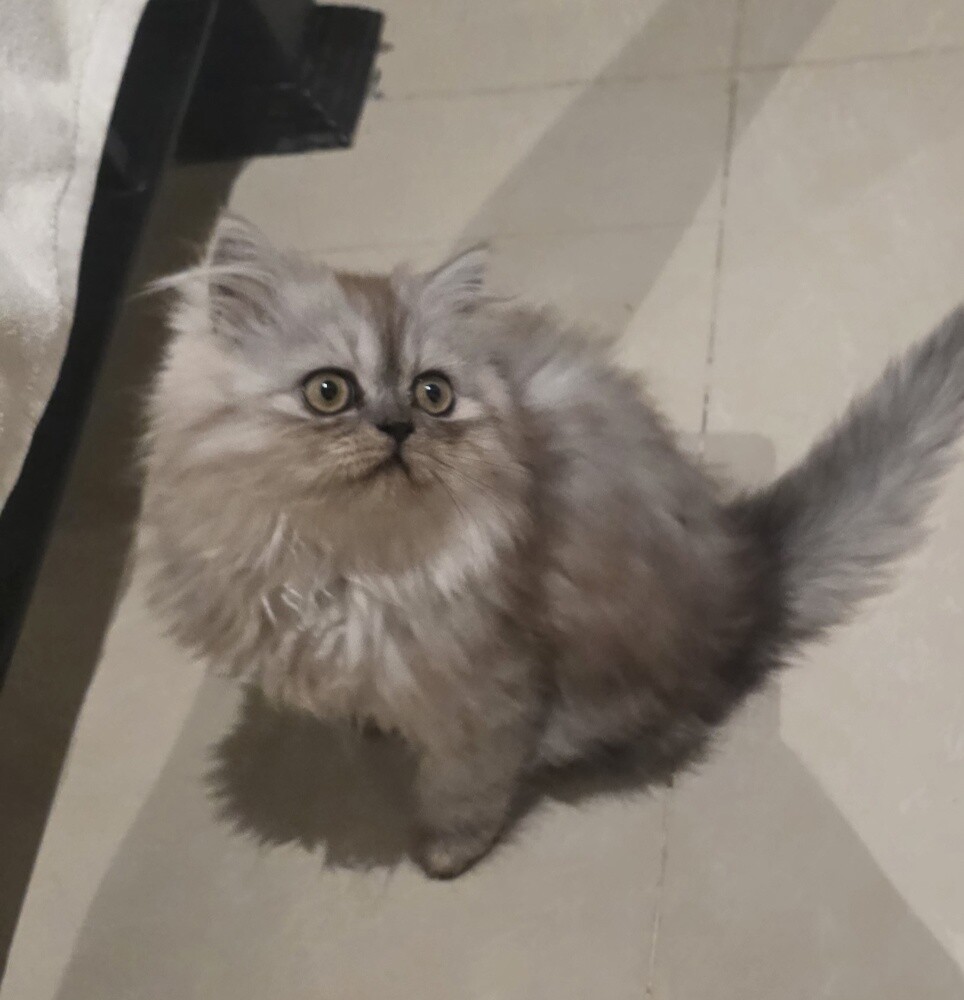 شيرازي - 5