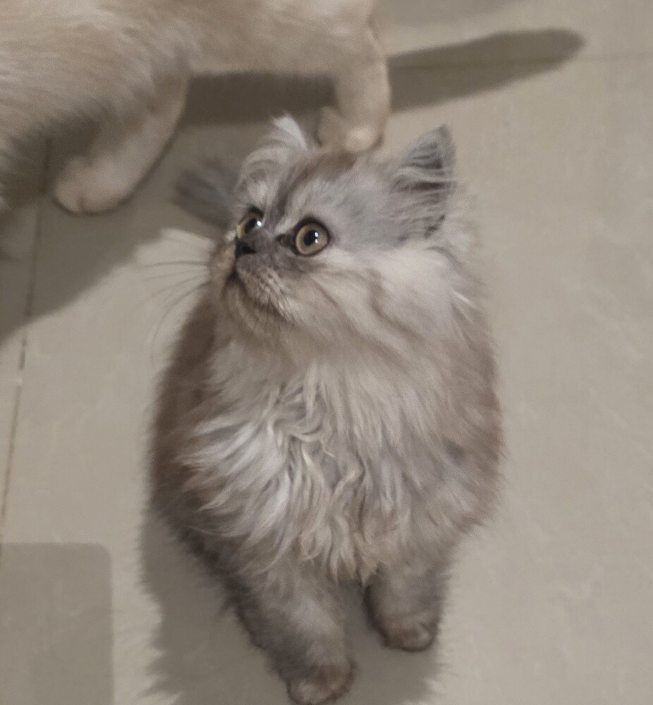 شيرازي - 8