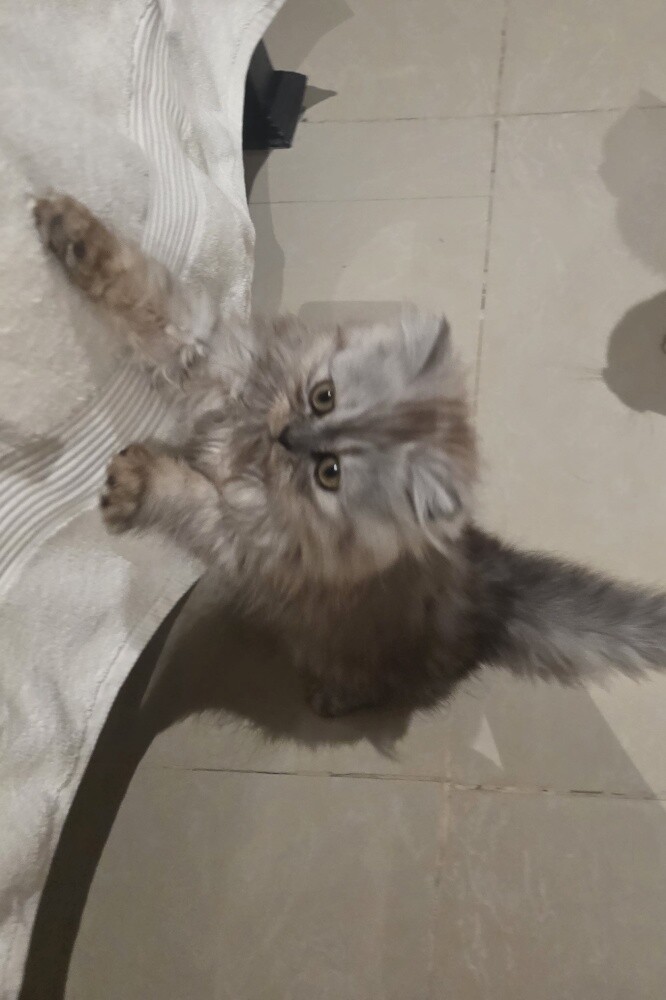 شيرازي - 4