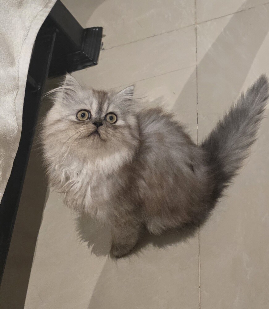 شيرازي - 6