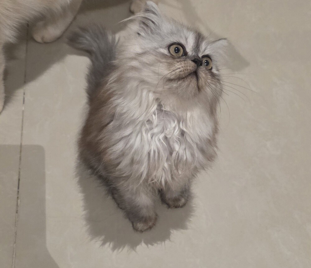 شيرازي - 1