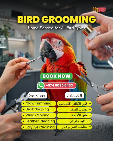 BIRD CLEANING AT HOME SERVICE - 1