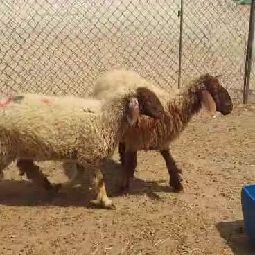 للبيع دفيع الولادة بعد 20 يوم فقط - 1