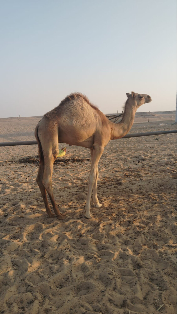 بيع - 1