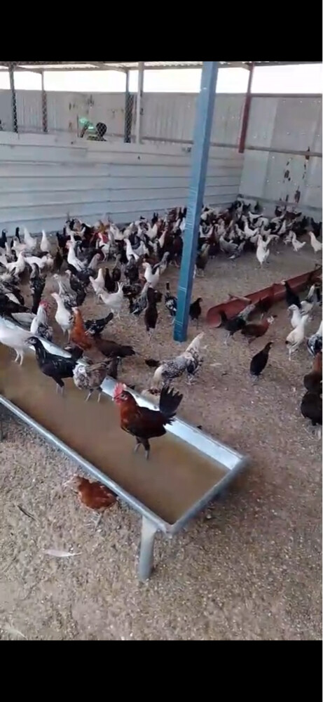 roosters - 2