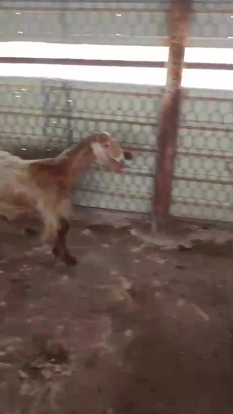 ثانيه البيع  - 1