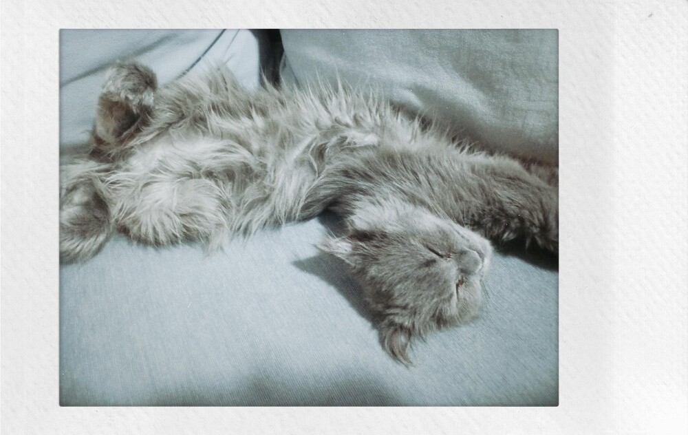 gumball (persian mix scottish fold) - 3