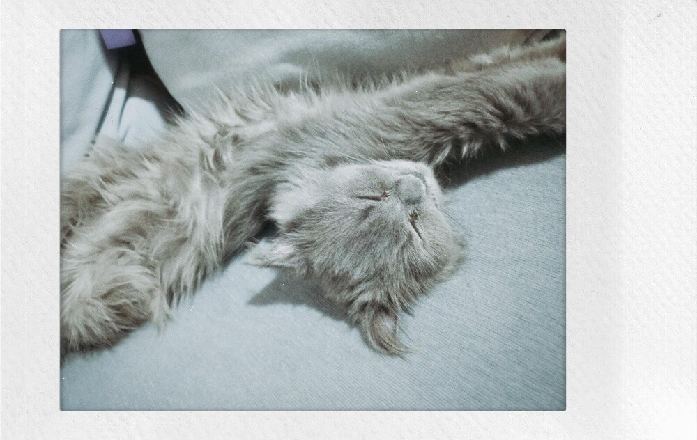 gumball (persian mix scottish fold) - 2