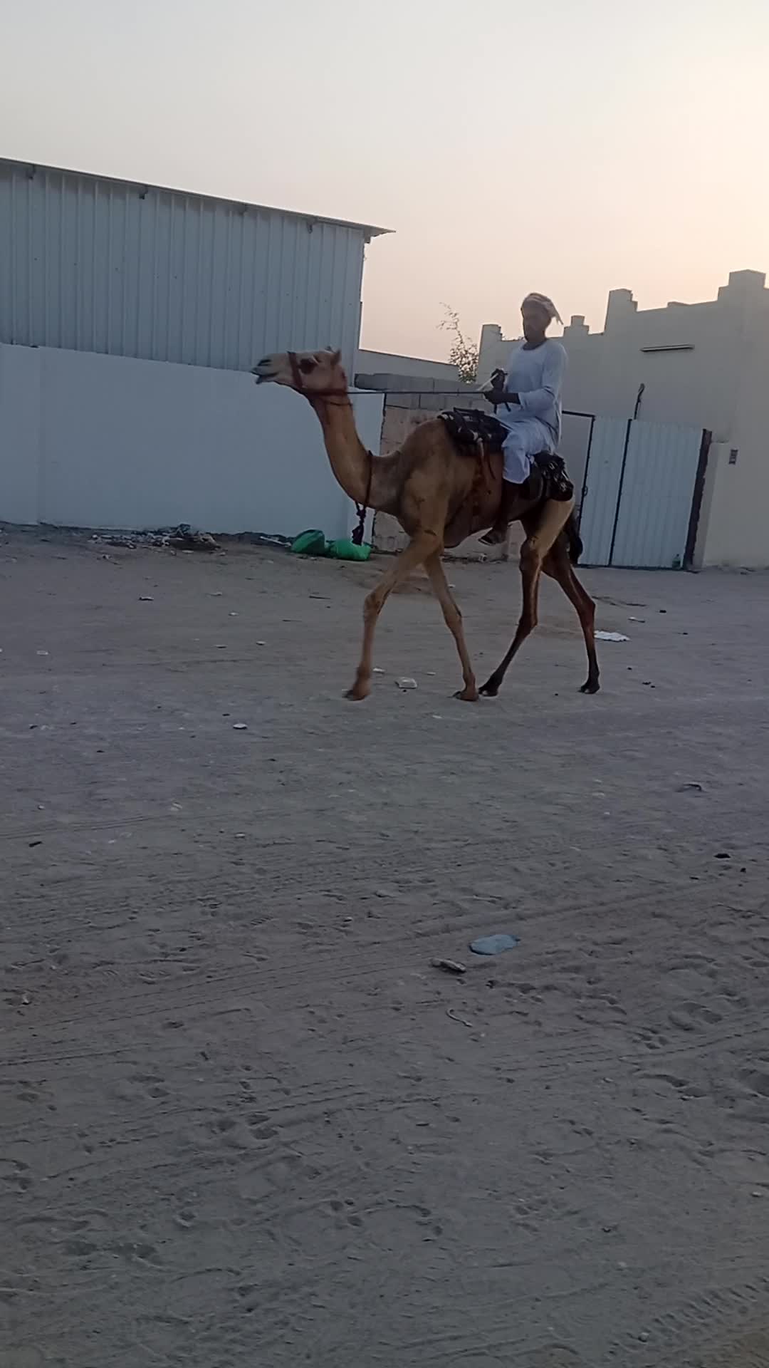 غليصه على الشروط تفحيم - 1
