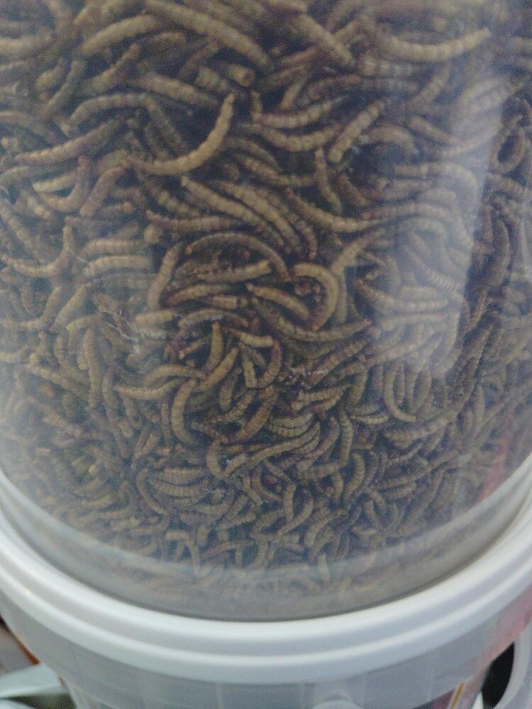 MEAL WARMS 2kg - 1