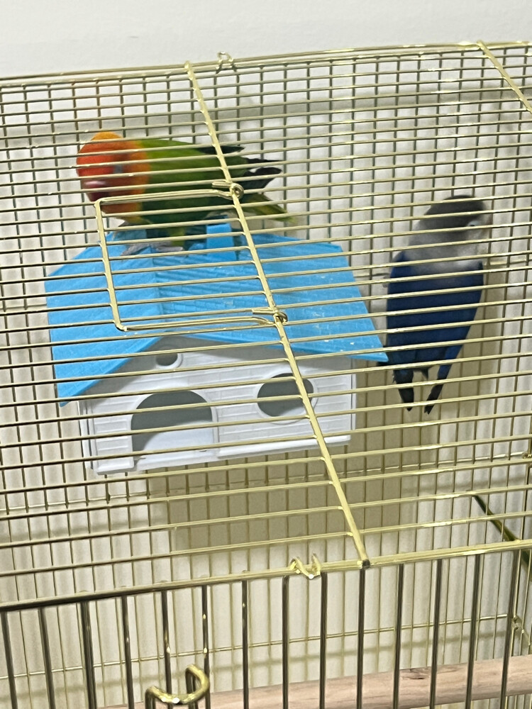Two Lovebirds - 6